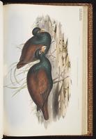 Tooth-billed Pigeon plate 76