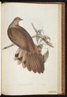 Brown Cuckoo-Dove plate 75