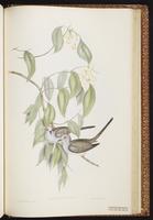 Diamond Dove plate 74