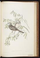Peaceful Dove plate 73