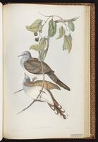 Bar-shouldered Dove plate 72