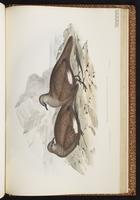 White-quilled Rock Pigeon plate 71