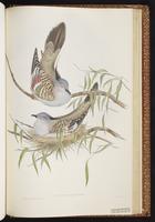 Crested Pigeon plate 70