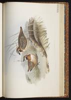 Spinifex Pigeon plate 69