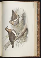 Partridge Pigeon plate 68