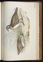 Squatter Pigeon plate 67