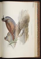 Flock Bronzewing plate 66