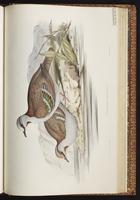 Brush Bronzewing plate 65