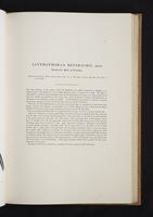 Monograph of the Paradiseidae, 1:82