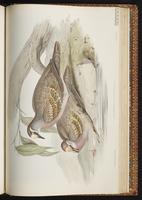 Common Bronzewing plate 64