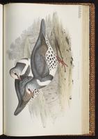 Wonga Pigeon plate 63