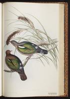 Common Emerald Dove plate 62
