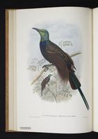 Monograph of the Paradiseidae, 1:81