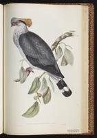 Topknot Pigeon plate 61