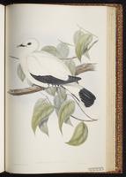 Pied Imperial Pigeon plate 60