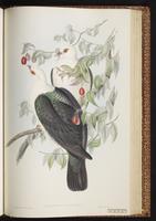 White-headed Pigeon plate 59