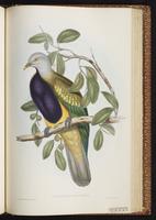 Wompoo Fruit Dove plate 58