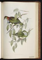 Superb Fruit Dove plate 57