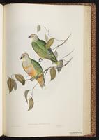 Rose-crowned Fruit Dove plate 56