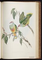 Rose-crowned Fruit Dove plate 55