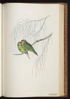 Little Lorikeet plate 54