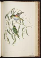 Purple-crowned Lorikeet plate 53