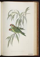Musk Lorikeet plate 52