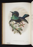 Monograph of the Paradiseidae, 1:77