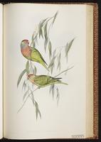 Varied Lorikeet plate 51