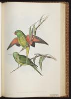 Scaly-breasted Lorikeet plate 50