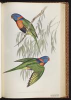 Red-collared Lorikeet plate 49