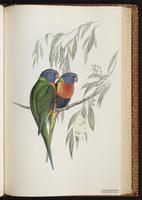 Coconut Lorikeet plate 48