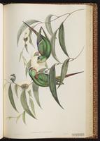 Swift Parrot plate 47