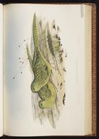 Ground Parrot plate 46