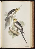 Cockatiel plate 45