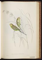 Budgerigar plate 44