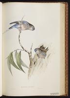 Bourke's Parrot plate 43