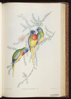 Scarlet-chested Parakeet, Scarlet-chested Parrot, Splendid Parakeet plate 42