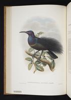 Monograph of the Paradiseidae, 1:73