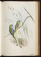 Turquoise Parakeet, Turquoise Parrot plate 41