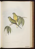 Rock Parrot plate 40