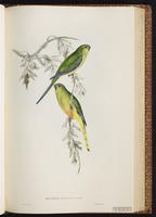 Orange-bellied Parakeet, Orange-bellied Parrot plate 39