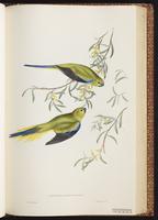 Elegant Parrot plate 38