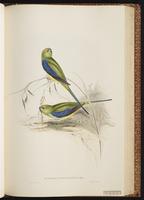 Blue-winged Parrot plate 37
