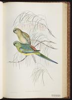 Red-rumped Parrot plate 36
