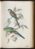 Mulga Parrot plate 35