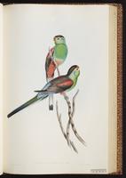 Beautiful Parakeet, Paradise Parakeet plate 34