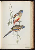 Bluebonnet plate 33