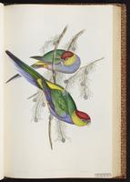 Red-capped Parrot plate 32