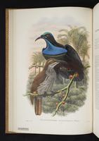 Monograph of the Paradiseidae, 1:69